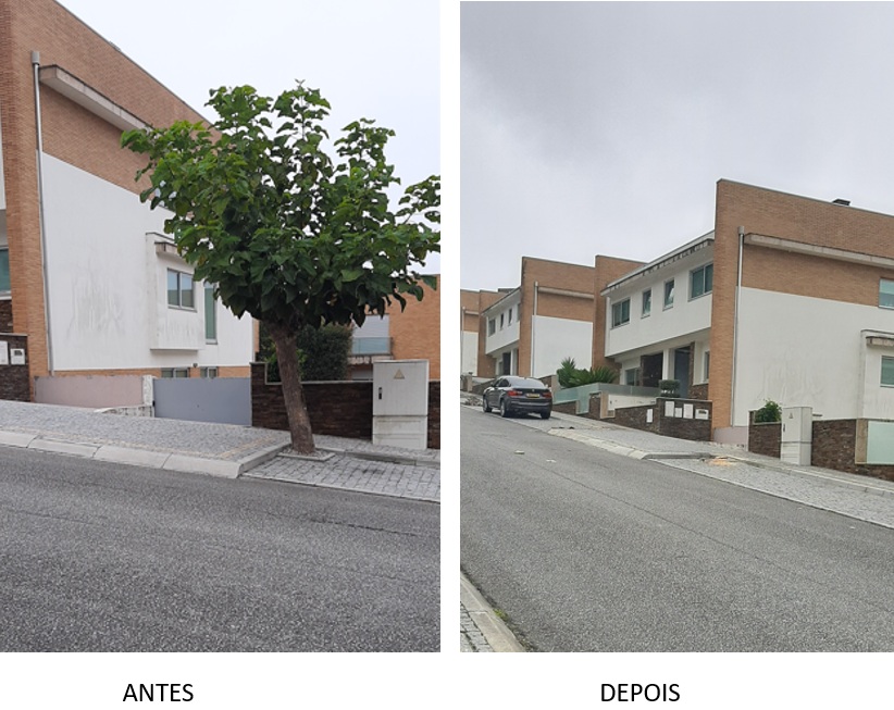 Pan denuncia abate de 20 árvores em famalicão