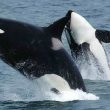 Veleiro francês atacado por orcas ao largo de vila do conde
