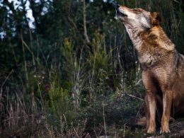 Registados 32 ataques de lobos em trás-os-montes nos últimos 20 meses