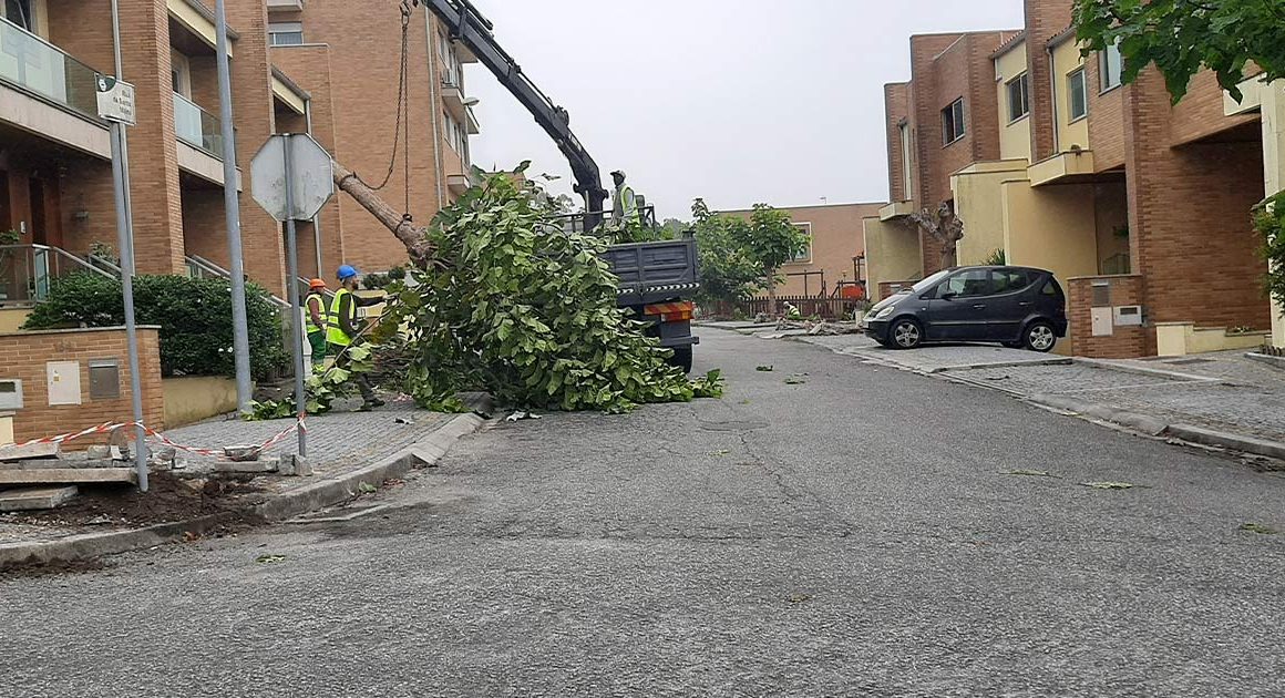 Pan denuncia abate de 20 árvores em famalicão