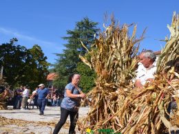Em vieira do minho ainda se desfolha à moda antiga