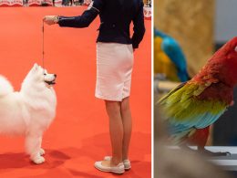 Está aí a expo animal de braga com 1. 000 cães e muitos animais exóticos