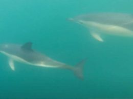 Vídeo que mostra a "beleza rara" e "desconhecida" do litoral de esposende ganha prémio