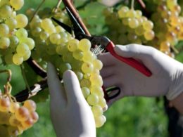 Em trás-os-montes a vinha e a adega são as salas de aula dos alunos de enologia