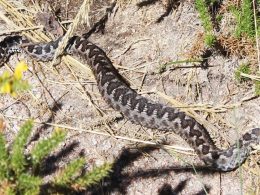 Ia a fazer um trilho na serra do gerês quando se deparou com esta víbora-cornuda: "grande achado"