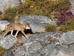 Parque nacional da peneda-gerês tem mais lobos
