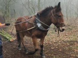 Vai começar uma intervenção inédita na mais importante floresta autóctone no gerês