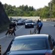 Pónei à solta condiciona a28