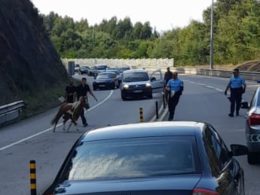 Pónei à solta condiciona a28