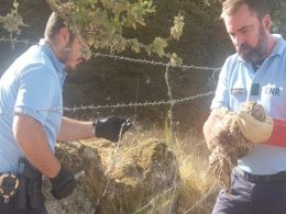 Trás-os-montes: gnr resgata coruja-do-mato que estava presa em arame farpado