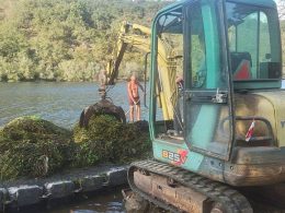 Ponte da barca está a limpar planta invasora do rio lima
