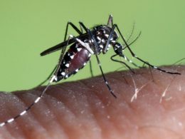 Mosquito que pode transmitir dengue e zika detetado em vila verde