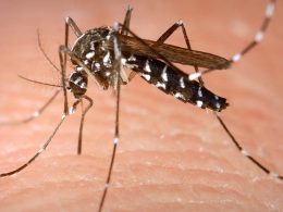 As medidas preventivas contra o mosquito-tigre que já foi detetado no minho