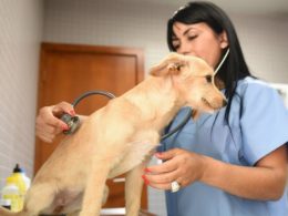 Famalicão, braga e vizela são das autarquias que mais se destacam no apoio veterinário de cariz social
