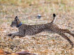 Lince ibérico já se espalhou por 1. 000 km² em portugal