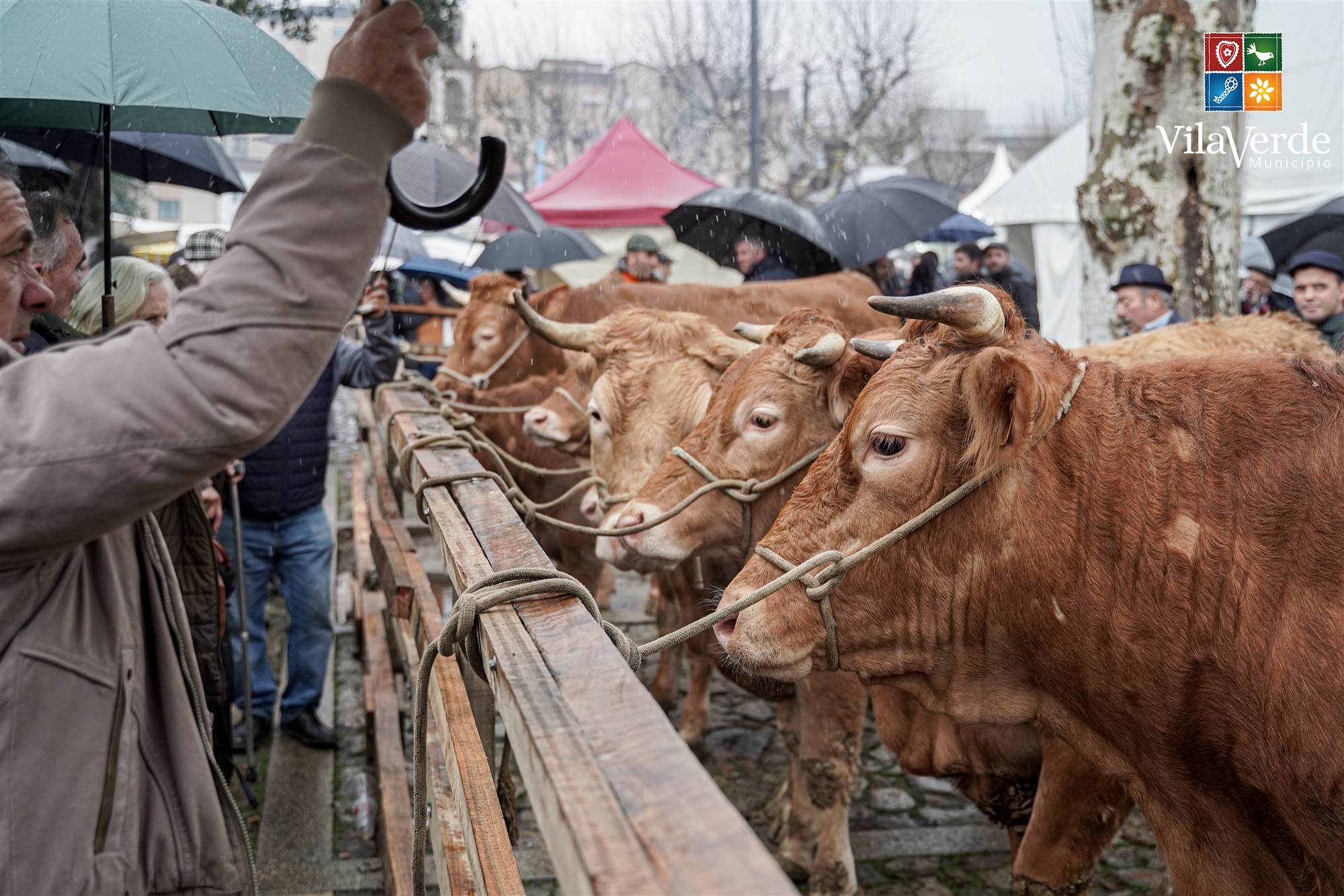 Vila verde voltou a cumprir tradição dos 700 anos