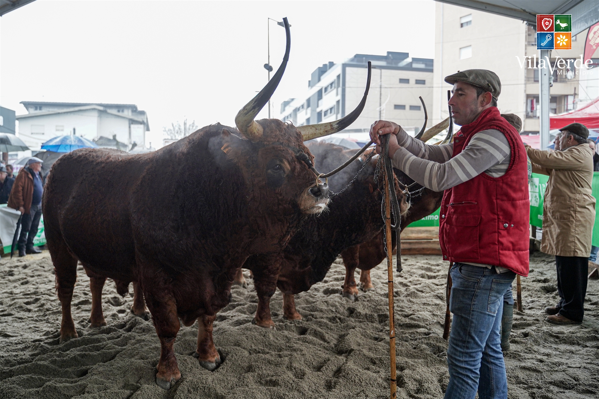 Vila verde voltou a cumprir tradição dos 700 anos