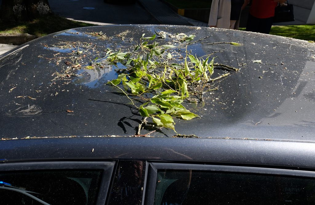 Árvore cai em cima de um carro em Viana do Castelo 65 Árvore cai em cima de um carro em Viana do Castelo