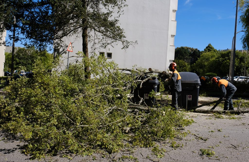 Árvore cai em cima de um carro em Viana do Castelo 63 Árvore cai em cima de um carro em Viana do Castelo